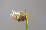 Southern umbrella sedge